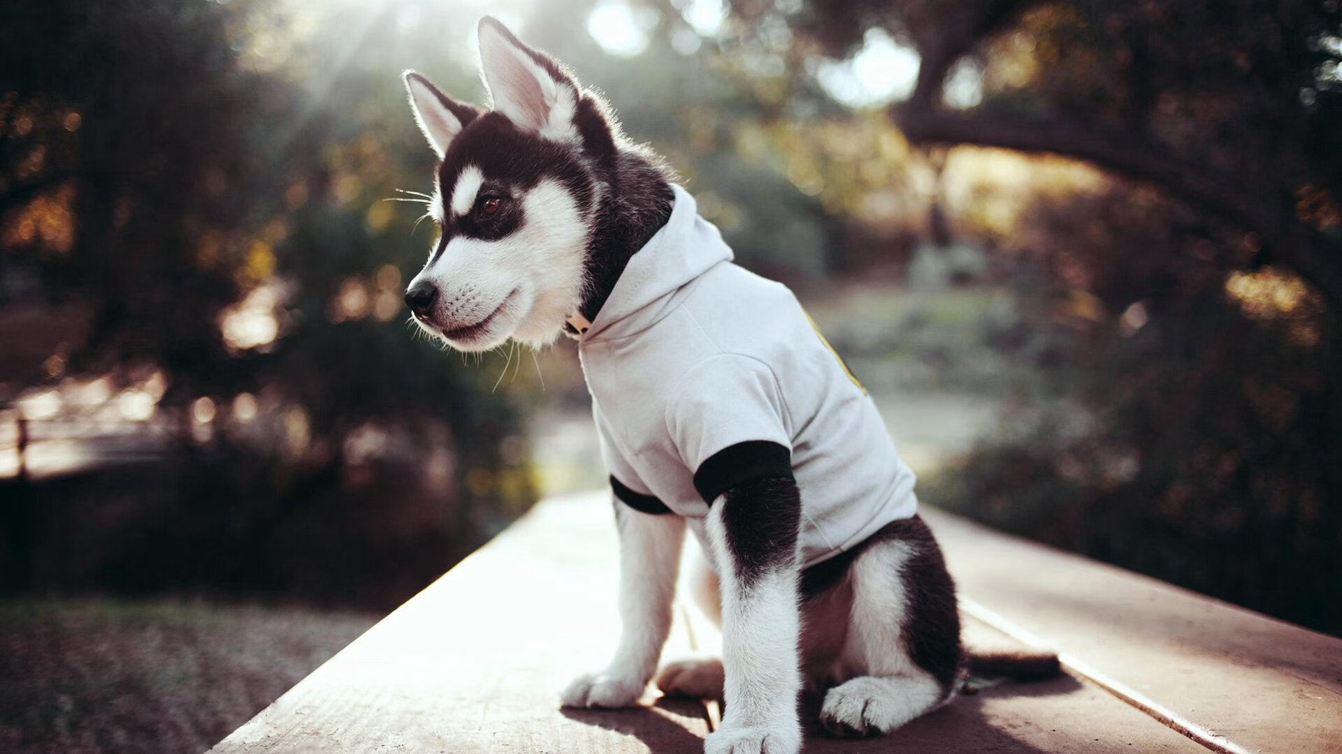 爱游戏电竞官网-澳德蝶泳高频划水策略效果对比