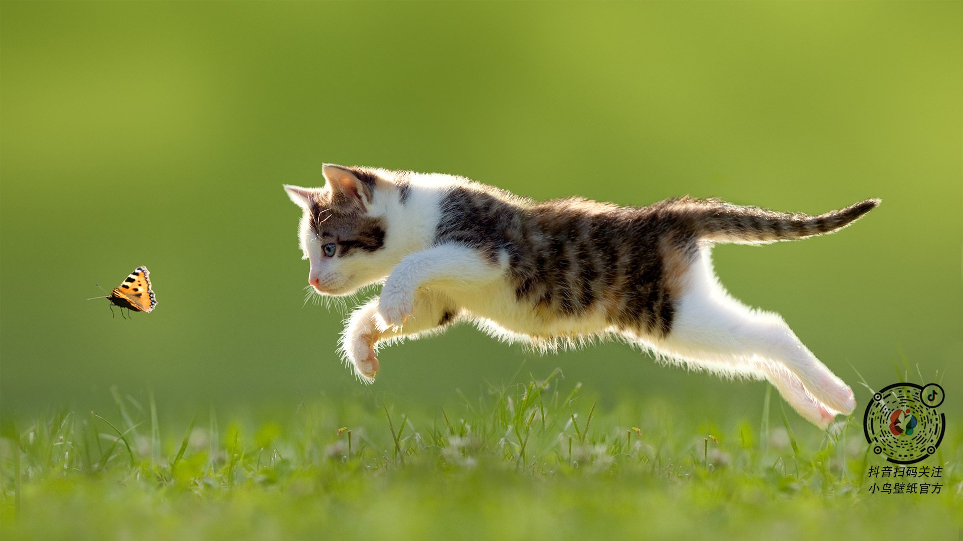 澳大利亚队的崛起:未来五年发展规划大揭秘,澳大利亚队实力