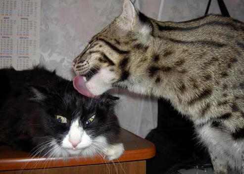 爱游戏官网-罚球命中率谁才是联盟最稳定的射手，罚球命中率最高