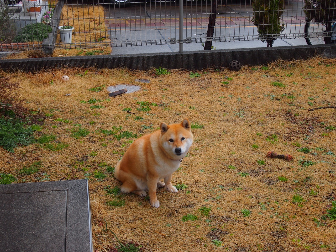 职业联赛外援带队模式是否抑制本土成长，球队外援