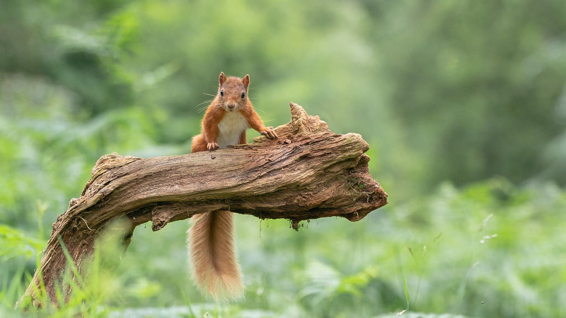 女子篮球青训注重基础体能夯实发展根基，女子篮球基本功训练