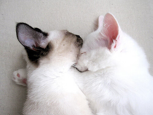 女子队连胜纪录彰显实力，女子联赛