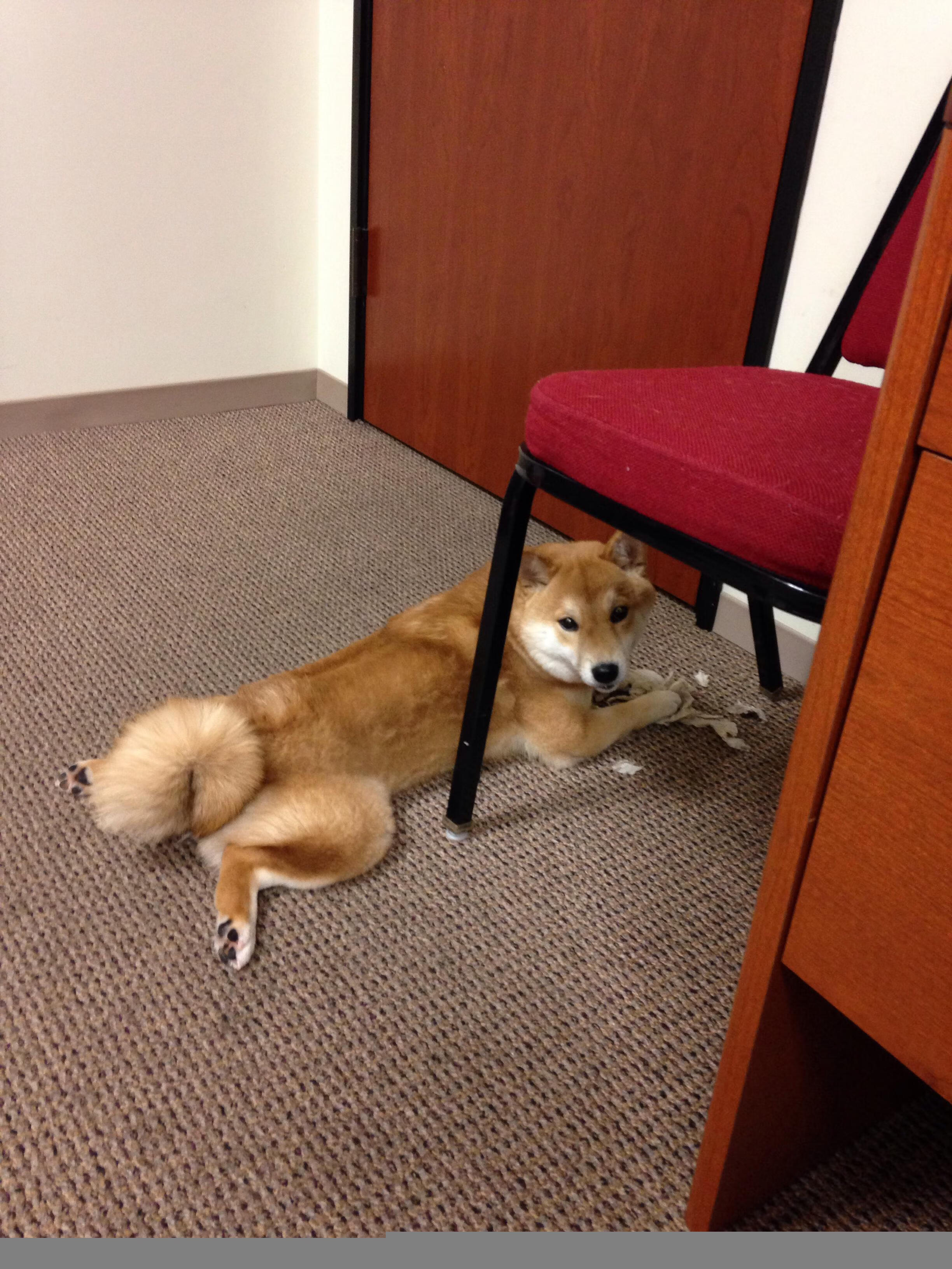 斯洛伐克女篮在欧洲预赛中表现优异，战略布局逐步成熟，斯洛伐克欧洲杯预选赛比赛结果