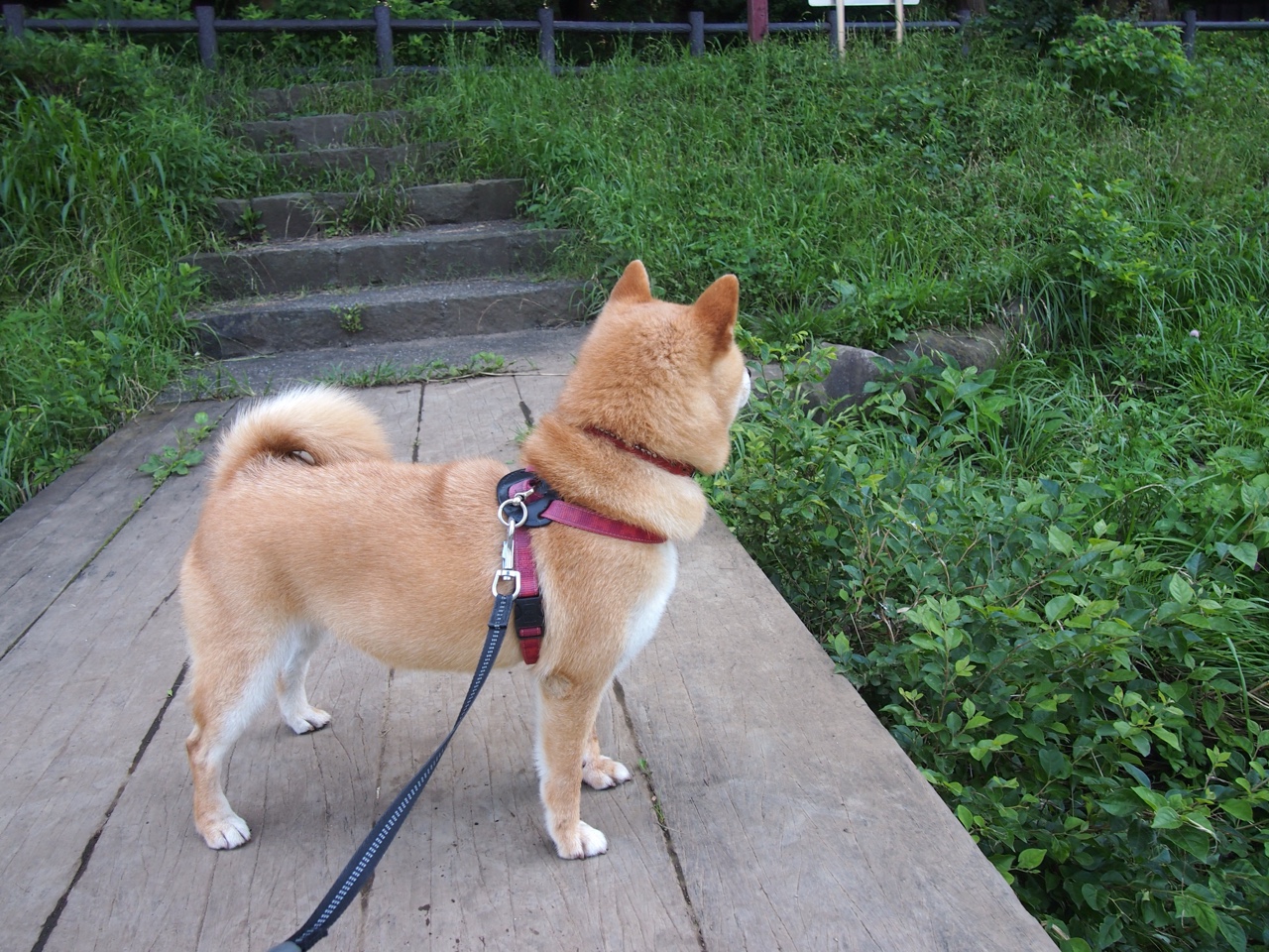 英超冠军终极追逐：悬念升级，精彩不停！，英超冠军争夺