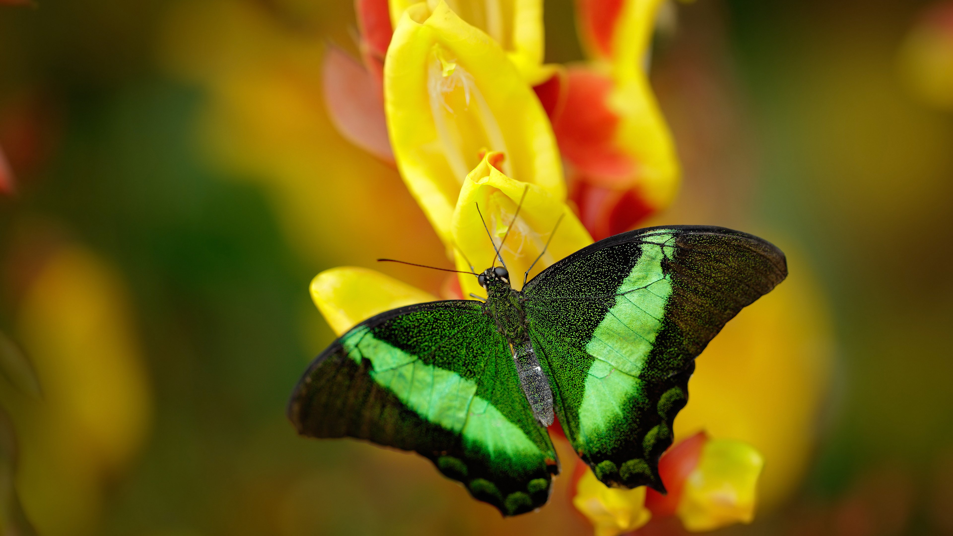 英超冠军终极追逐：悬念升级，精彩不停！，英超冠军争夺