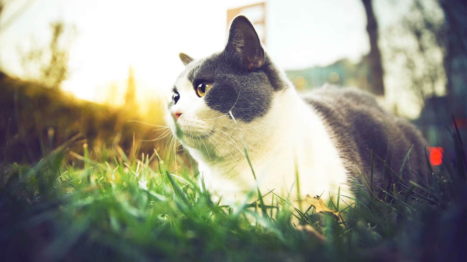 覃海洋决赛精彩瞬间成全场焦点，覃海洋父母